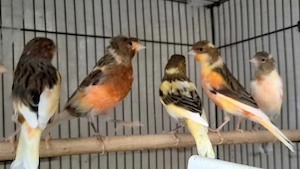CANARI Arlechin portughez - imagine 3