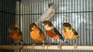 CANARI Arlechin portughez