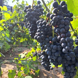 Vând struguri negri Muscat Otonel, pentru vin, pe ales