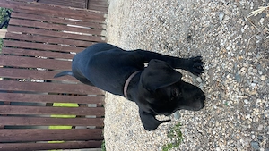 Vând cățelușă cane corso - imagine 4