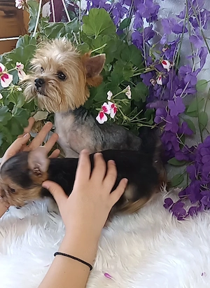 Baiat 3 luni Yorkshire terrier talia cea mai mica  - imagine 4