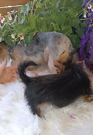 Baiat 3 luni Yorkshire terrier talia cea mai mica  - imagine 5