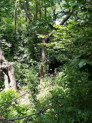 Teren rustic ,zona linistita, statiune turistica - imagine 7