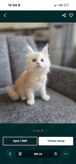 Vând pisici maine coon, născute pe 12.07.2026, talie XL. Detalii în privat.  - imagine 5