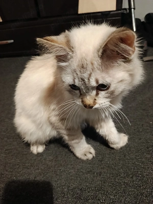 vând mâța siameză