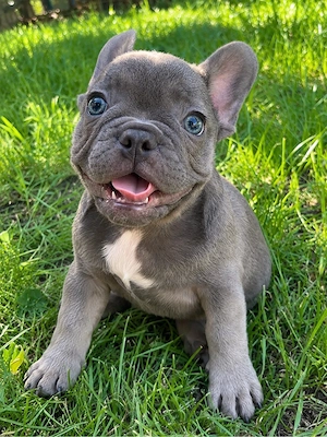 bulldog francez blue - imagine 2