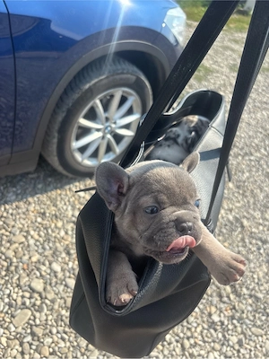 bulldog francez blue