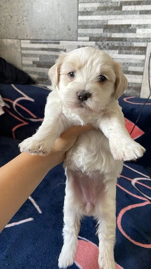 bichoni  rasa pură detin ambii parnti 