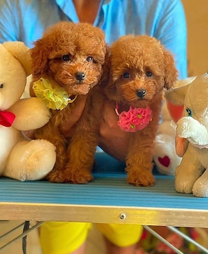 Băiețel Pudel   Poodle TOY cu pedigree!