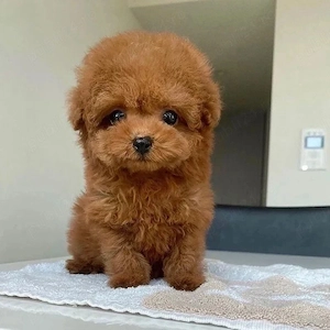 Pudel Poodle Red Toy Mini de vânzare   Crescut cu responsabilitate