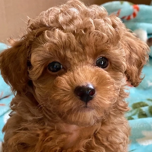 Pudel Poodle Red Toy Mini de vânzare   Crescut cu responsabilitate - imagine 2