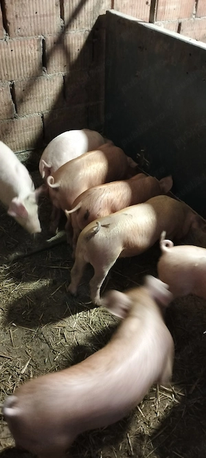 Purcei duroc cu landras - imagine 2