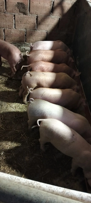 Purcei duroc cu landras
