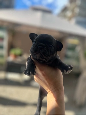 Bulldog francez disponibili pentru rezervare     - imagine 3