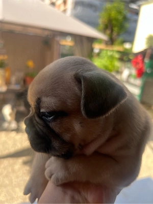 Bulldog francez disponibili pentru rezervare     - imagine 2