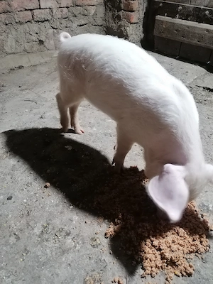 De vânzare o purcea 