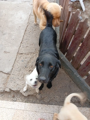 disponibil fata si baiat labradori - imagine 3