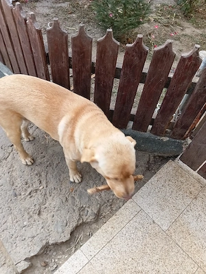 disponibil fata si baiat labradori - imagine 2
