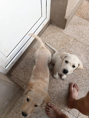 disponibil fata si baiat labradori - imagine 4