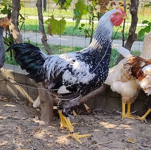 cocos de 5,5 luni Plymouth Silver argintiu