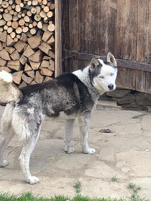 mascul huski siberian