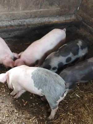 Șoldani frumoși,de 3 luni.