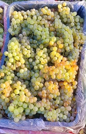 struguri de vin cu trasport gratuit in toata tara 
