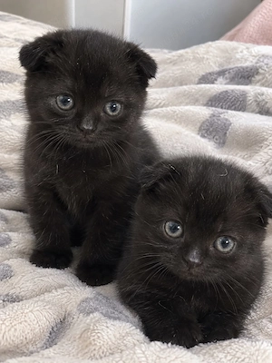 Scottish fold 