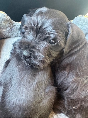 Vand pui schnauzer pitic - imagine 4