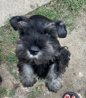 Vand pui schnauzer pitic - imagine 2