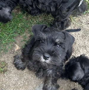 Vand pui schnauzer pitic