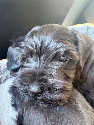 Vand pui schnauzer pitic - imagine 3