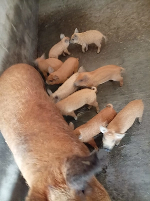 Purcei mangalita