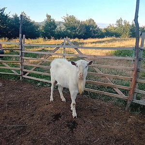 Vând țap  Saanen   2 ANI - imagine 2