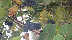 Struguri italieni pentru vin