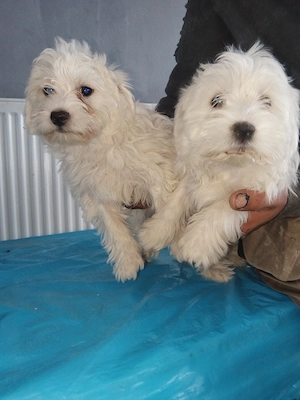 De vanzare 2 catei bichon  - imagine 3