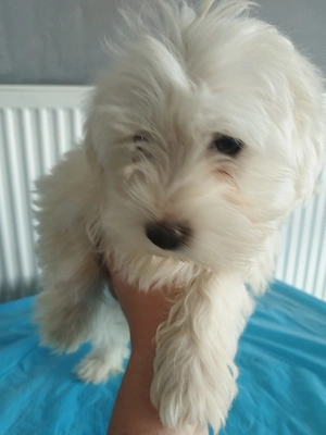 De vanzare 2 catei bichon  - imagine 4