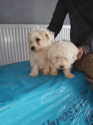 De vanzare 2 catei bichon 