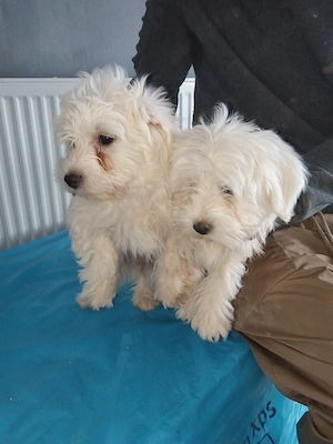 De vanzare 2 catei bichon  - imagine 2