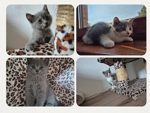 British shorthair 