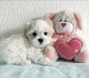Bichon maltez mini toy 