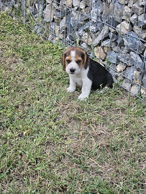 beagle tricolor - imagine 2
