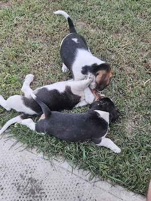 beagle tricolor - imagine 3