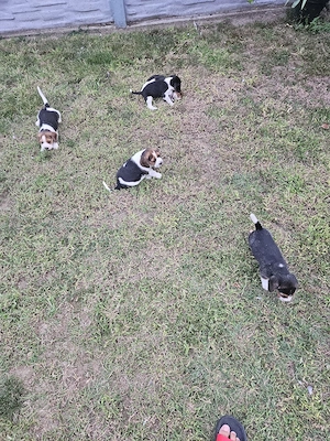 beagle tricolor - imagine 5