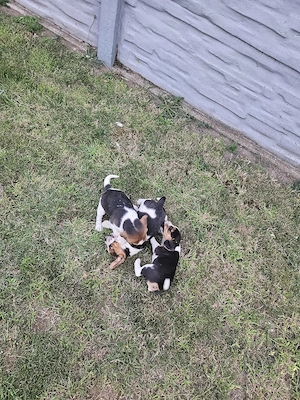 beagle tricolor - imagine 4