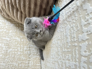 Fetița scottish fold blue - imagine 3