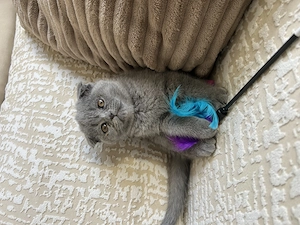 Fetița scottish fold blue