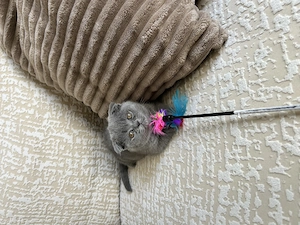 Fetița scottish fold blue - imagine 2