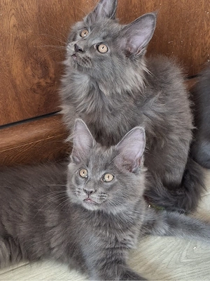 puiuti maine coon 