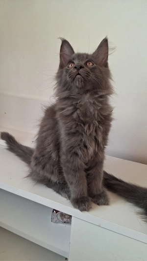 puiuti maine coon  - imagine 2